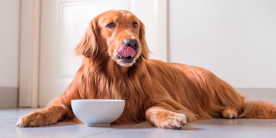 Alimentos para Perros