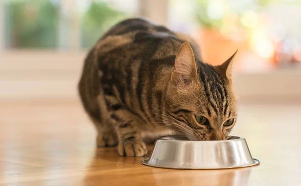 Alimentos para Gatos