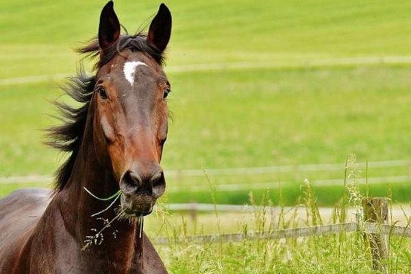 Alimentos para Caballo